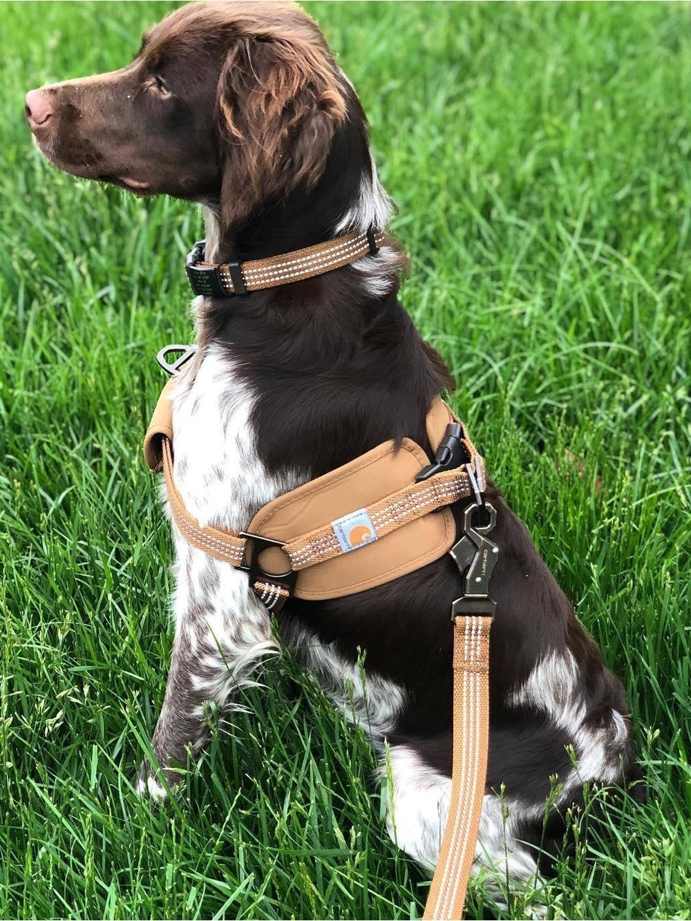 Carhartt Dog Harness
